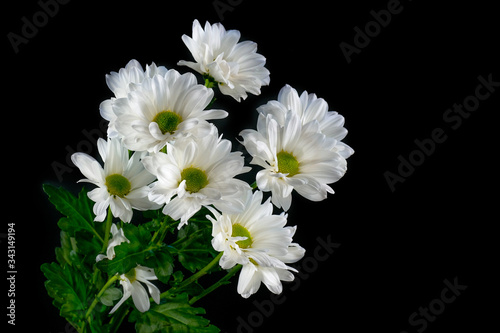White chrysanthemums on a black background. Bouquet of daisies on a black background. Close-up. Studio shot.
