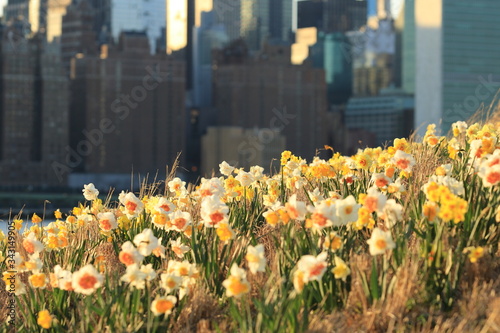 Spring Easter background with beautiful yellow daffodils in New York photo