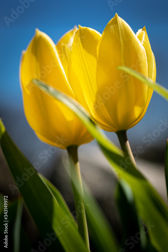 yellow tulip against sky