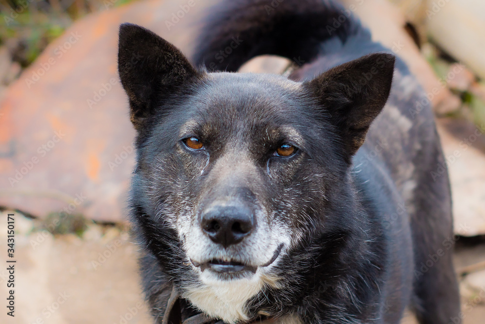 old black dog close up old black dog close up