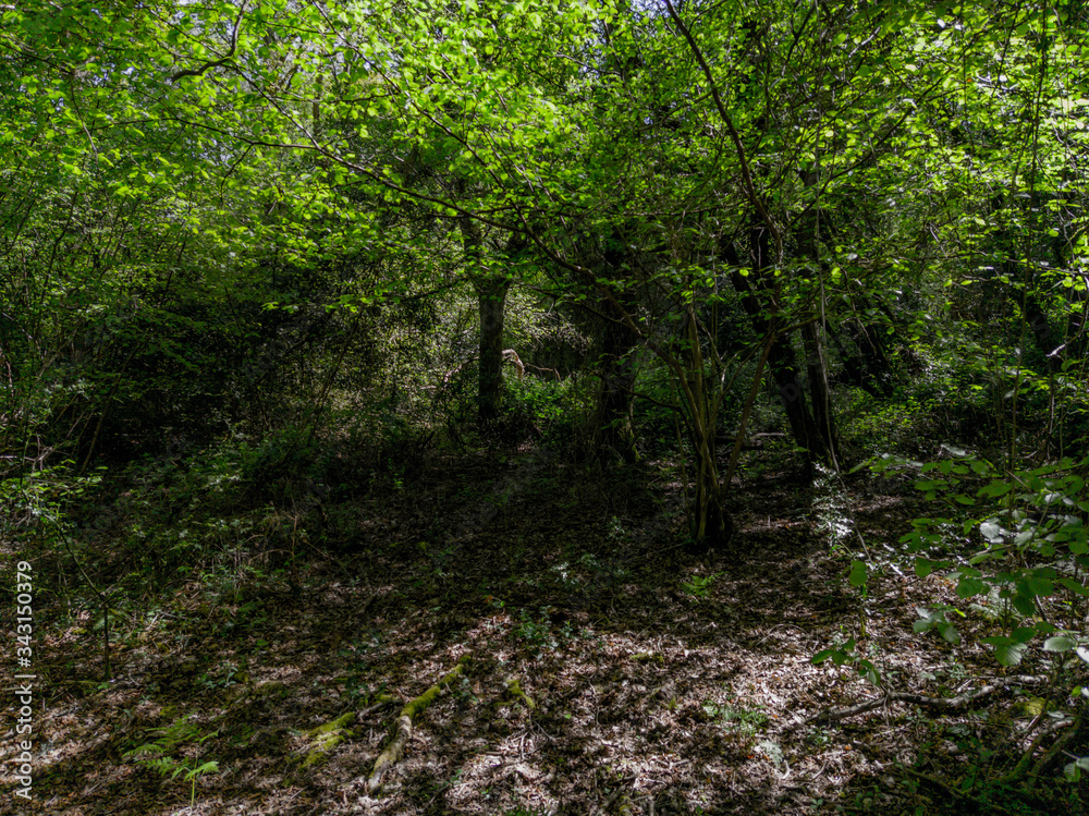 Obraz premium spring in the forest