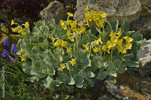 Alpen-Aurikel, primula auricula, mountain cowslip photo