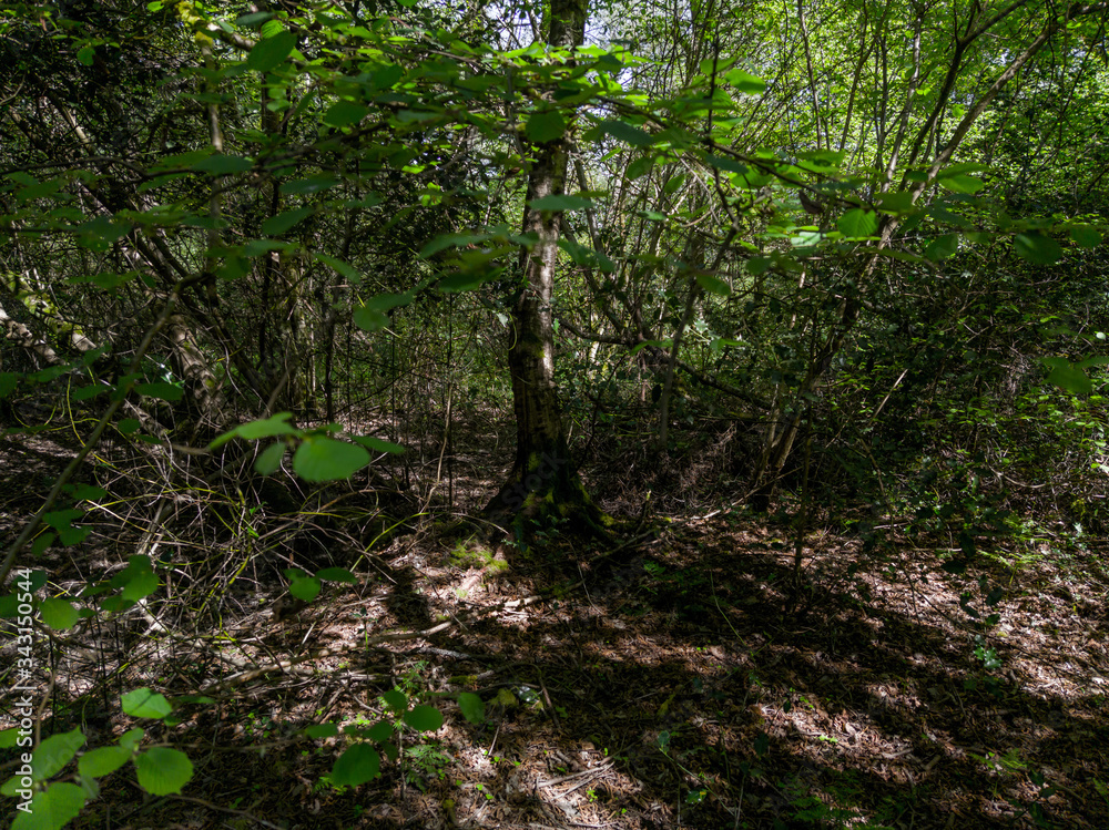 tree in the forest