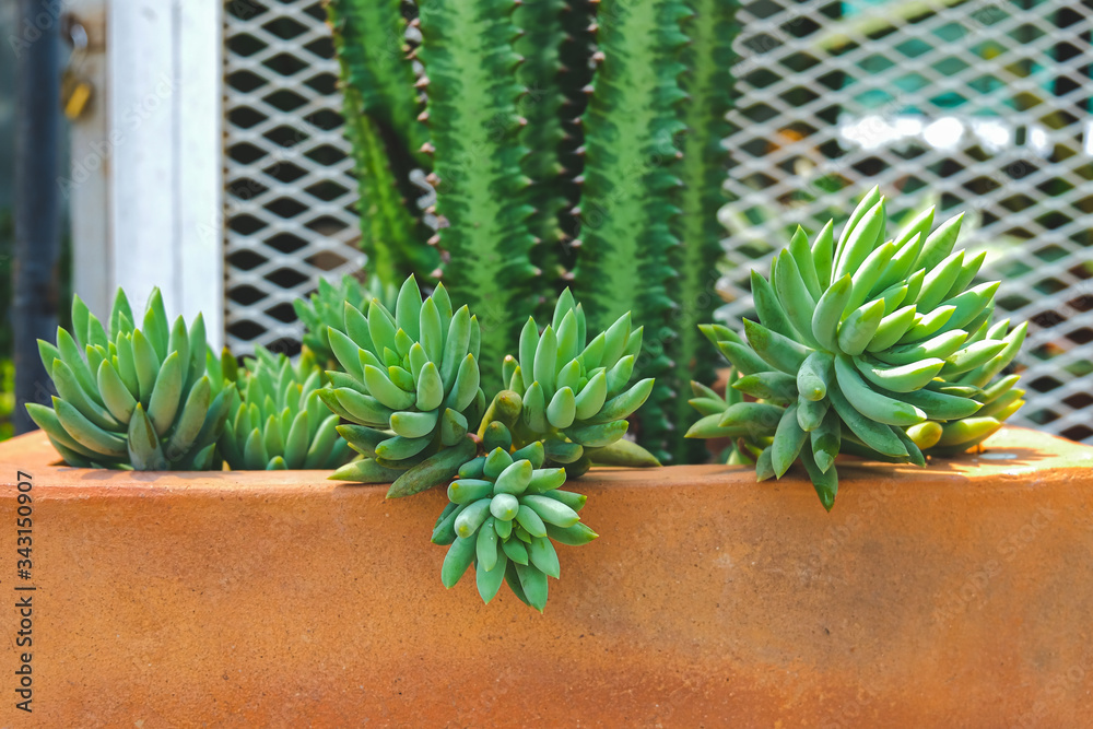 Fototapeta premium Colorful cactus succulent desert plants blooming in beautiful texture background.