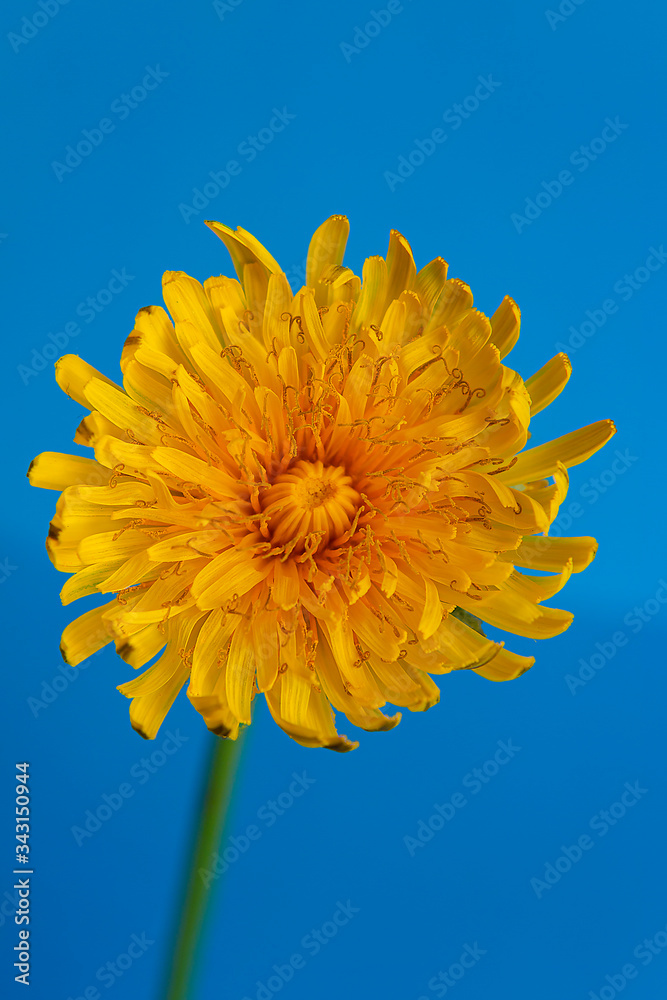 Fototapeta premium fiore di tarassaco