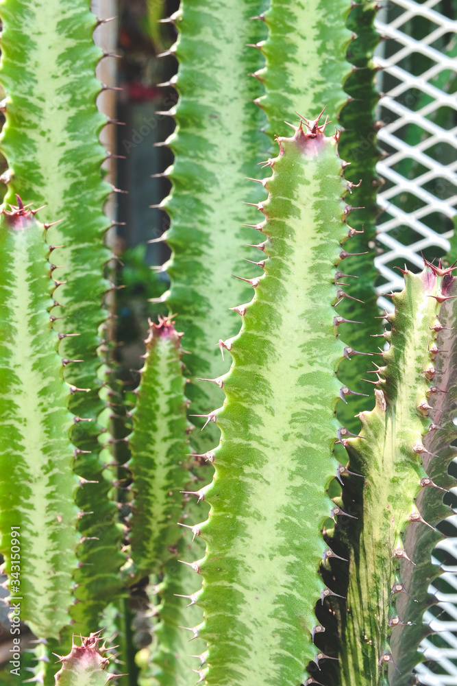 Succulent plant with thorn in desert garden . Succulent plant with thorn in desert garden .