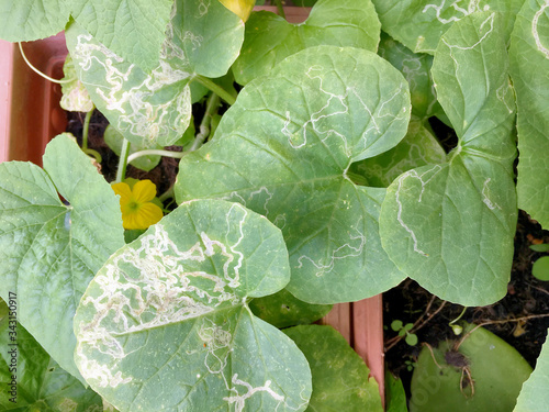 Plant leaf miner disease in watermelon leaves