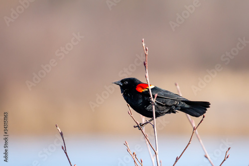 Male Red-winged Blackbird (Alelaius phoeniceus) perched on a branch in spring