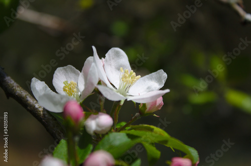 apple tree blossom