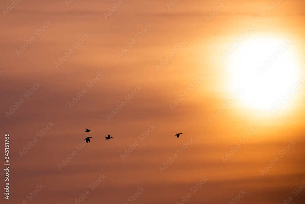 Wild ducks flying in the morning in an orange sky