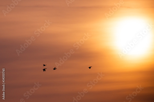 Wild ducks flying in the morning in an orange sky