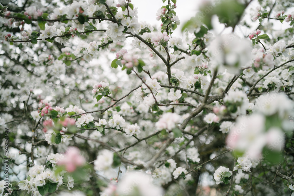 apple tree blossom and bokeh