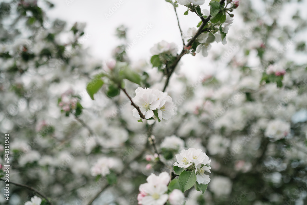 apple tree blossom and bokeh