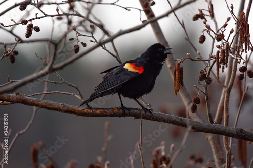 Male Red-winged Blackbird (Agelaius phoeniceus) perched on a branch singing and looking for a female