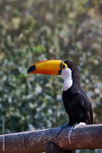 Colorful toucan on a wooden fence