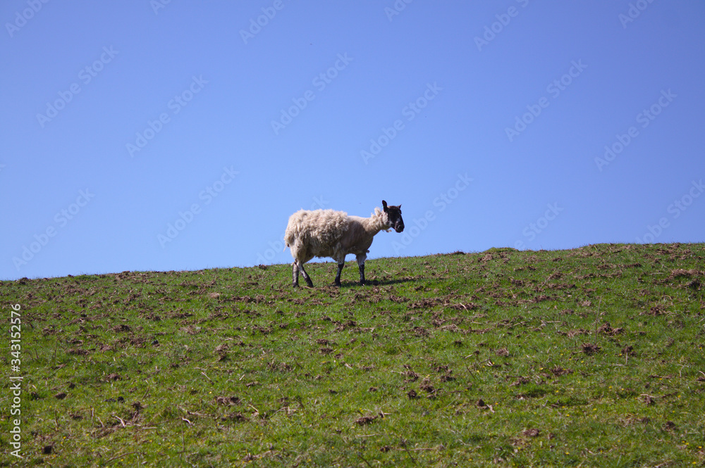 Obraz premium solitary sheep in a field