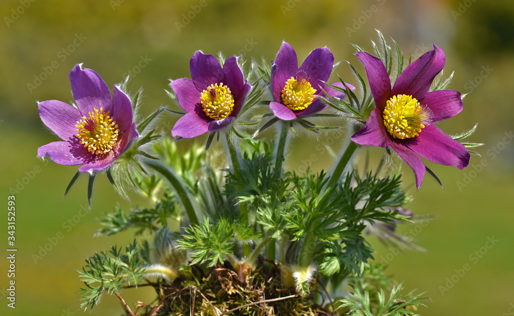 Kuechenschelle, Gemeine Kuechenschelle, Pulsatilla Vulgaris, Common 