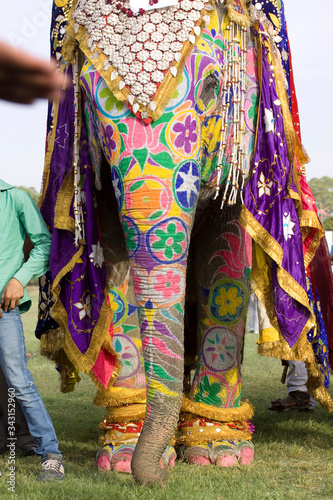colorful elephant , festival , Jaipur, Rajasthan, India 