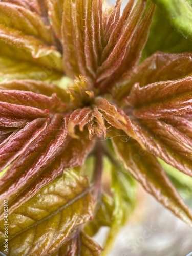 Makro Macro Photographie iPhone Moment Nahaufnahme Natur aus der Nähe Flora Blüten Frühling Sommer Schönheit 