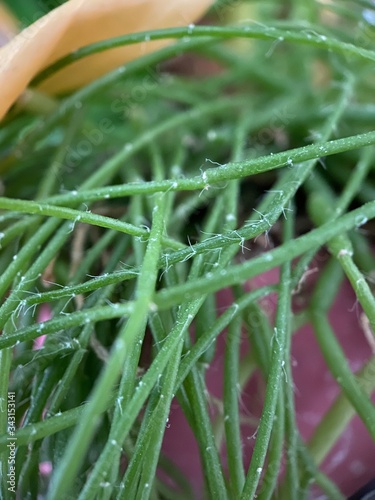 Makro Macro Photographie iPhone Moment Nahaufnahme Natur aus der Nähe Flora Blüten Frühling Sommer Schönheit 