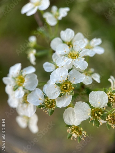 Makro Macro Photographie iPhone Moment Nahaufnahme Natur aus der Nähe Flora Blüten Frühling Sommer Schönheit  © stphnmstrk