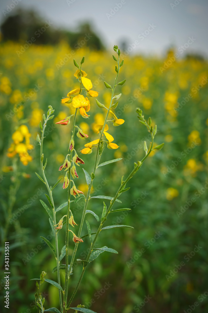 Obraz premium beautiful view at sunhemp flowers field