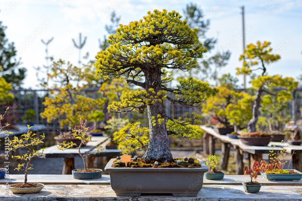 Small decorative japanese tree in a tray.