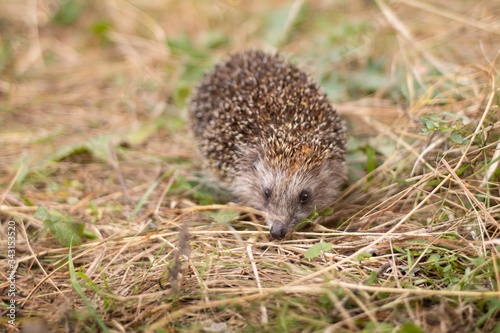 hedgehog in the grass