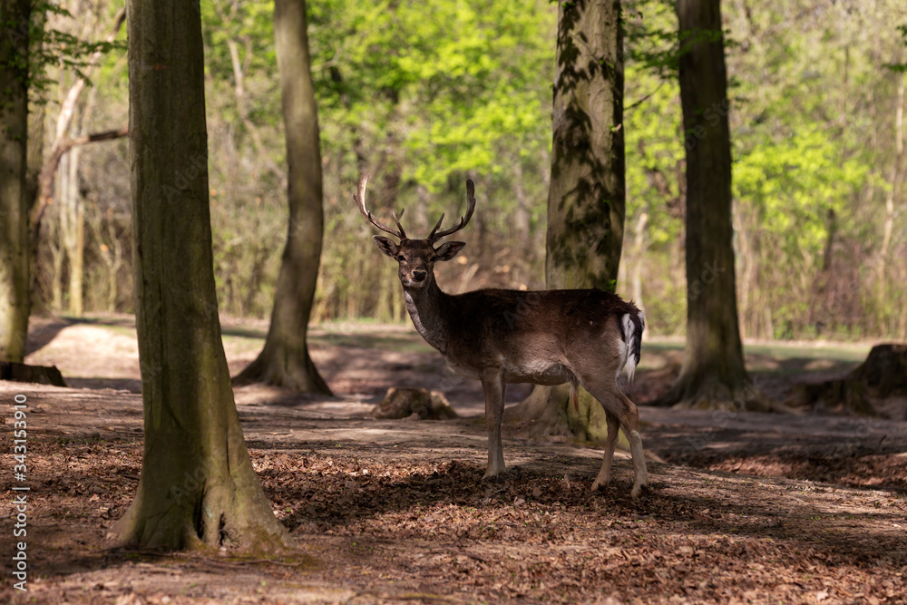 European fallow deer - Dama dama - grazing in a deciduous forest with beautiful light. European fallow deer - Dama dama - grazing in a deciduous forest with beautiful light.