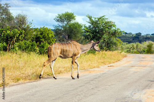 The Antelope Kudu crosses the road