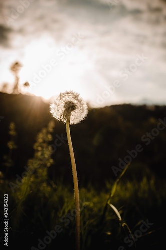 dandelion of the sky