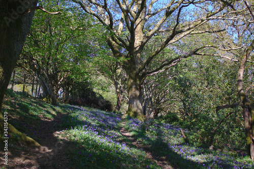 path through bluebell woods
