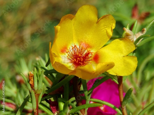 Beautiful yellow garden flower surrounded by a garden lawn