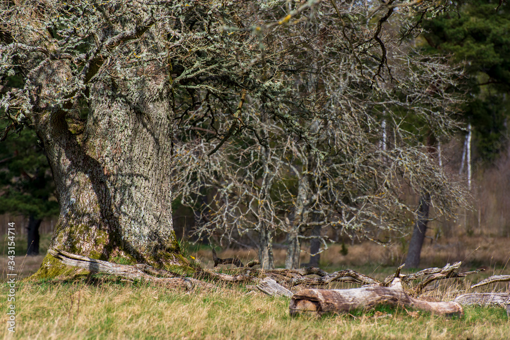 Old oak Old oak