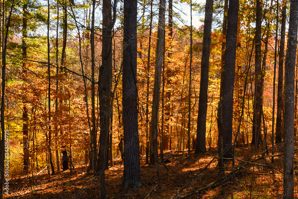 Fototapeta Stunning Colors of Autumn Hidden Deep in the Green Forest