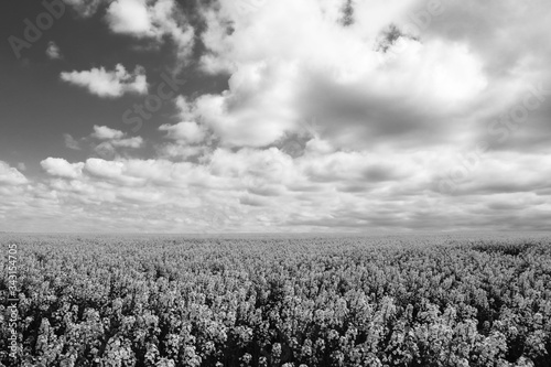 Cloudy skyover the field photo