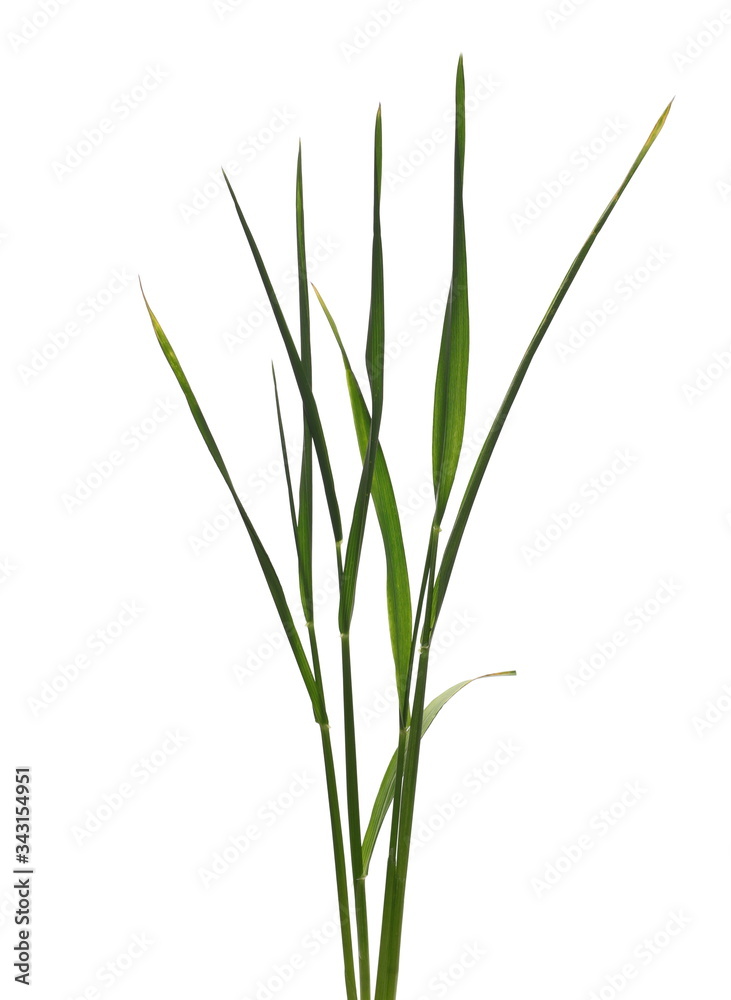 Green young spring wheat isolated on white background with clipping path