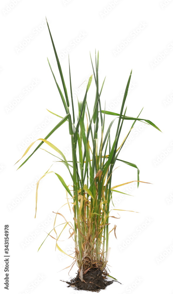 Green young spring wheat with soil, dirt isolated on white background