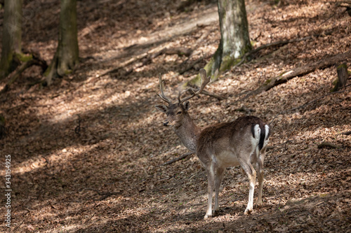 European fallow deer - Dama dama - fallow deer grazing in a beautiful deciduous forest. Wild photo. © Jana Krizova