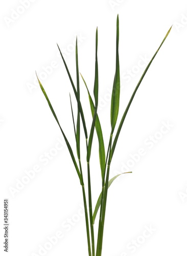Green young spring wheat isolated on white background with clipping path