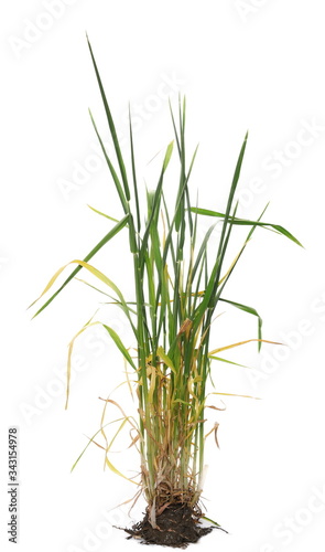 Green young spring wheat with soil, dirt isolated on white background