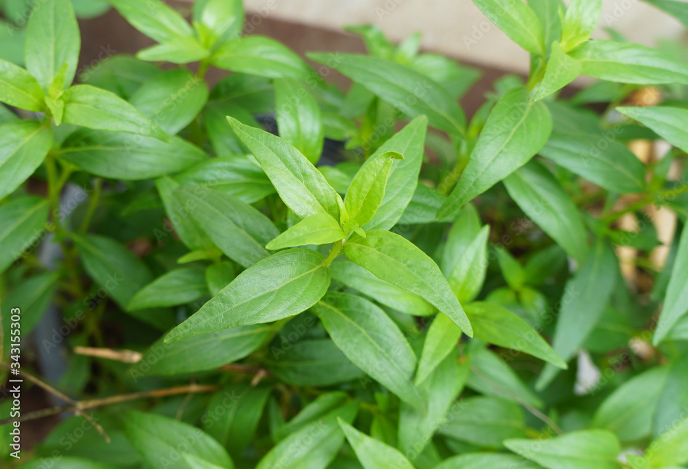 Andrographis paniculata (green chiretta) growing in the garden. annual herbaceous plant use as medicinal herb. Andrographis paniculata (green chiretta) growing in the garden. annual herbaceous plant use as medicinal herb.