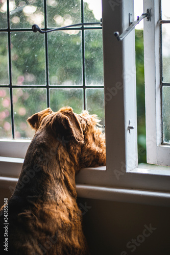 Dog looking out the window.