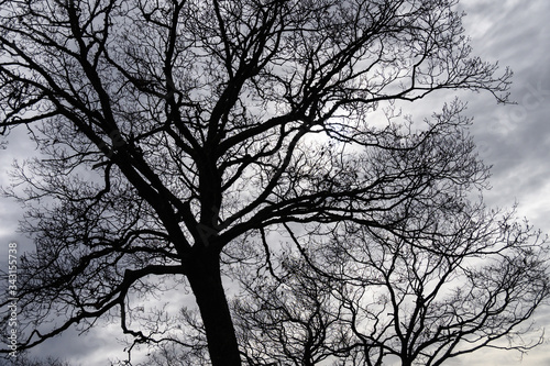 Ominous Silhouetted Tree on a Cold Overcast Morning