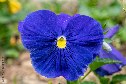 vibrant royal blue pancy flower close up in the garden photo