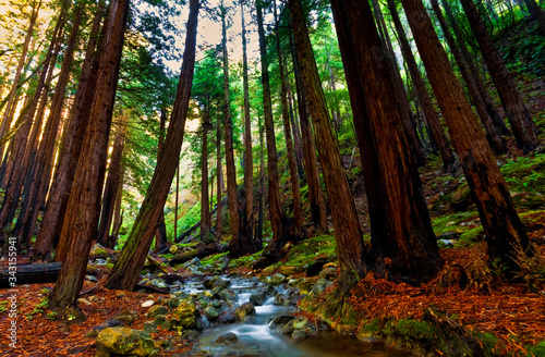 Hare Creek Flowing Through Coastal Redwood Forest in Hare Canyon, Limekiln State Park, Big Sur, California, USA