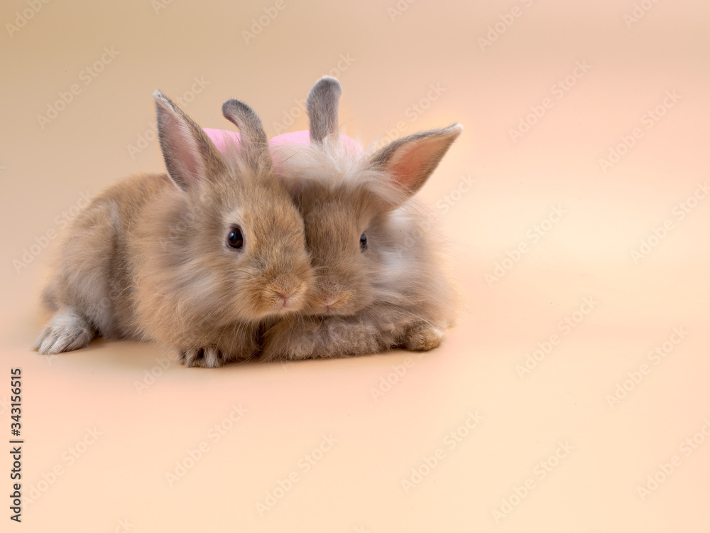 Two adorable light brown bunny rabbits sitting close to each other with copy space.