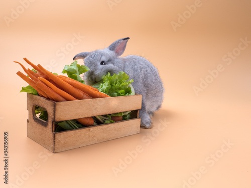 Adoable little grey rabbit eating green vegetables from the small wooden cart filled with baby carrots and lettuce. Copy space to use. photo