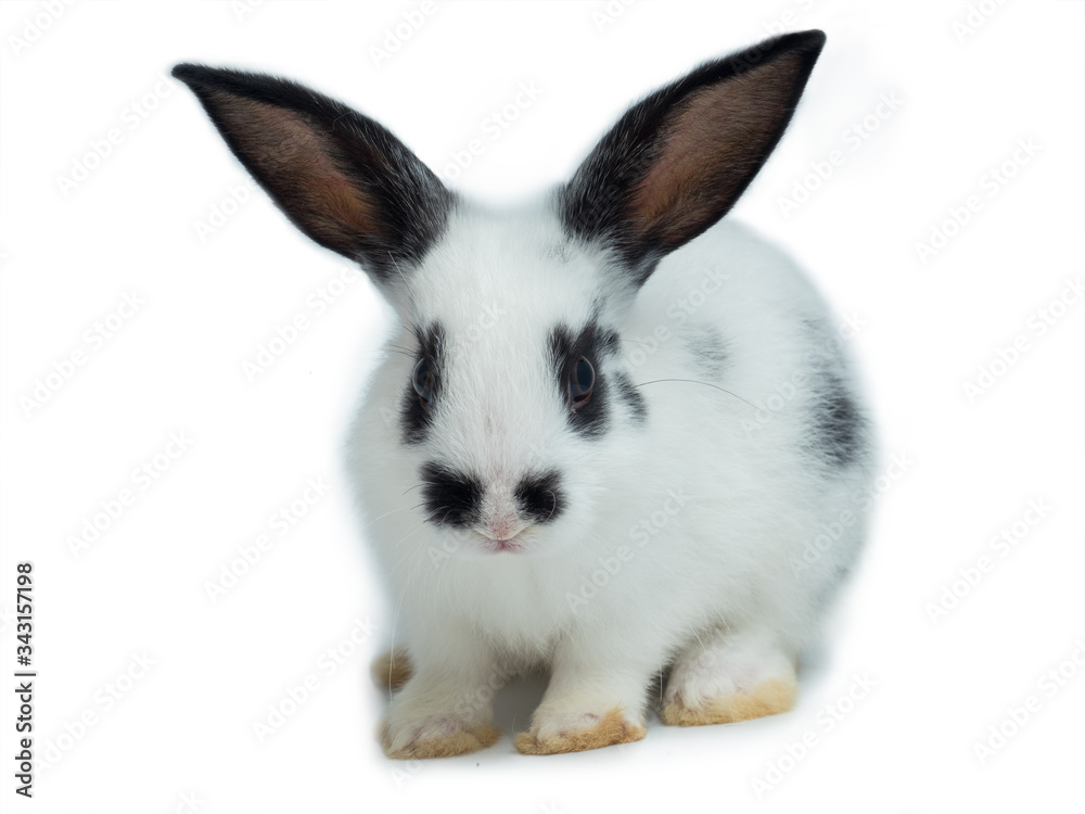 Cute white and black rabbit on white background Cute white and black rabbit on white background