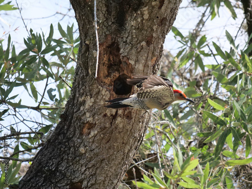Red-bellied Woodpecker
